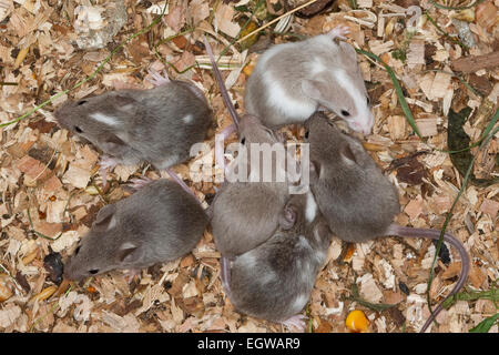 Ausgefallene Maus, Fancy-Maus, Hausmaus, Hausmaus, Farbmäuse, Farbmaus, Hausmaus, Maus, Mus Musculus, Mus Musculus F. Domestica Stockfoto