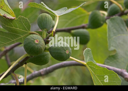 Fig, Obst, echten Feige, Feigenbaum, Frucht, Früchte, Ficus Carica Stockfoto