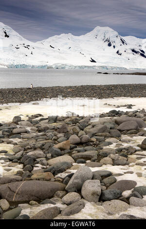 Antarktis, Half Moon ist, Felsenstrand auf Mugla Sound zwischen Livingston Island Stockfoto
