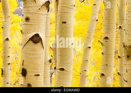 Espe Bäume im Herbst, Colorado Stockfoto