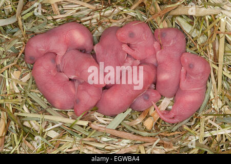 Ausgefallene Maus, Fancy-Maus, Hausmaus, Hausmaus, Farbmäuse, Farbmaus, Hausmaus, Maus, Mus Musculus, Mus Musculus F. Domestica Stockfoto