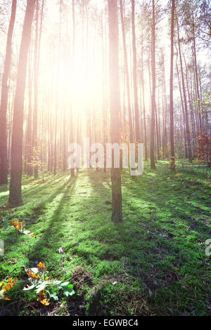 Sonnigen Frühlingswald Stockfoto