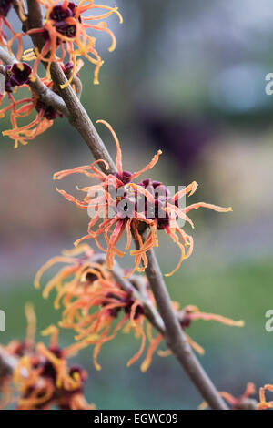 Hamamelis x intermedia 'Jelena' Blumen. Stockfoto