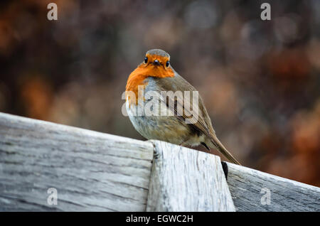 Ein Rotkehlchen (Erithacus Rubecula) thront auf einem hölzernen Zaun und schaut direkt in die Kamera. Stockfoto