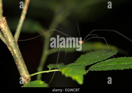 Harvestman, Daddy Langbein (Opliones), Naturschutzgebiet Tambopata und Madre De Dios Region, Peru Stockfoto