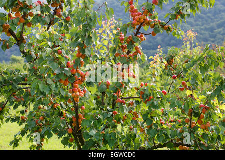 Reife Aprikosen auf einen Aprikosenbaum (Prunus Armeniaca), Wachau, Waldviertel, Niederösterreich, Spitz an der Donau, Österreich Stockfoto