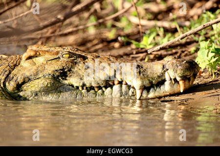 Nil-Krokodil (Crocodylus Niloticus) ruhen am Ufer eines Flusses. Stockfoto