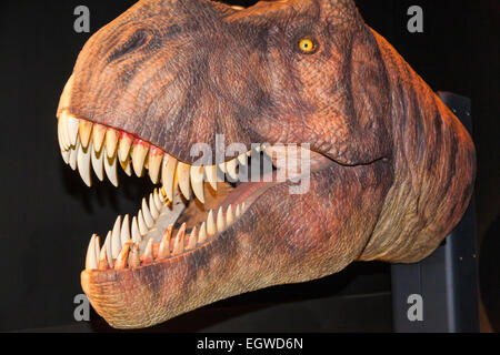 China, Animatronic Kopf der Tyrannosaurus Rex Stockfoto