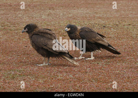 Paar gekerbter Caracara stehend auf Erden Falkland-Inseln Stockfoto