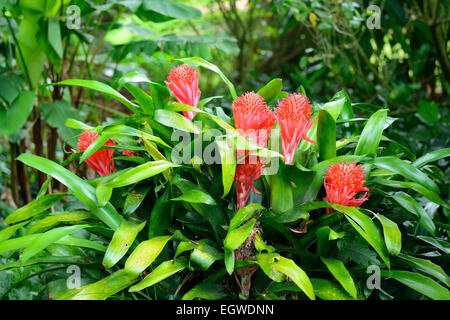 Allerton National Tropical Botanical Garden in Lawa'i Valley, Kauai, Hawaii, USA Stockfoto