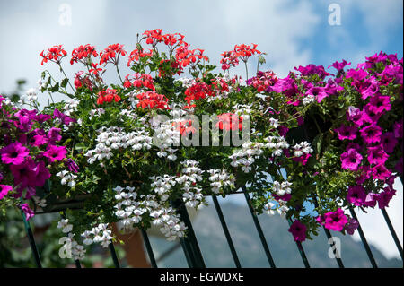 Eine schöne Blume-Box gefüllt mit Petunien und Geranien. Stockfoto