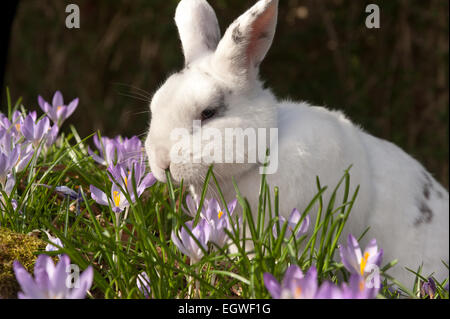 Ein zahmen Haustier weißen Kaninchen untersucht Masse von lila lila Blüten in ein Blumenbeet, die Feststellung, ob sie essbar oder gut essen Stockfoto