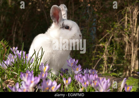 Ein zahmen Haustier weißen Kaninchen untersucht Masse von lila lila Blüten in ein Blumenbeet, die Feststellung, ob sie essbar oder gut essen Stockfoto