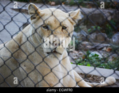 Weiße Löwin liegend und ruht in einem zoo Stockfoto