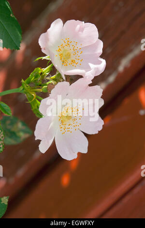 Rosa Rosen gegen eine rote Wand. Kann als Hintergrund verwendet werden Stockfoto