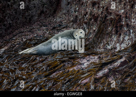 Juvenile grau versiegeln, Halichoerus Grypus, geschleppt heraus auf Dabberlocks Seetang (Alaria Esculenta) St Kilda, West-Schottland. Stockfoto