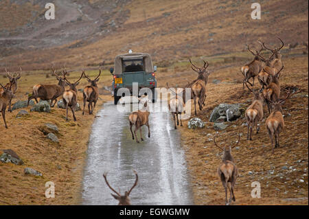 Rote Hirsche gefüttert Maiskolben, Winter ergänzende Ernährung um ihnen zu helfen, in den Wintermonaten bieten.  SCO 9600. Stockfoto