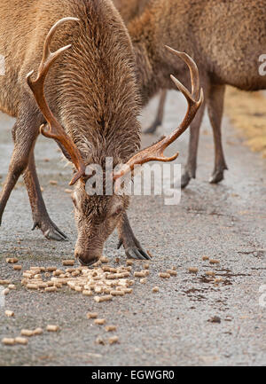 Rote Hirsche gefüttert Maiskolben, Winter ergänzende Ernährung um ihnen zu helfen, in den Wintermonaten bieten.  SCO 9604. Stockfoto