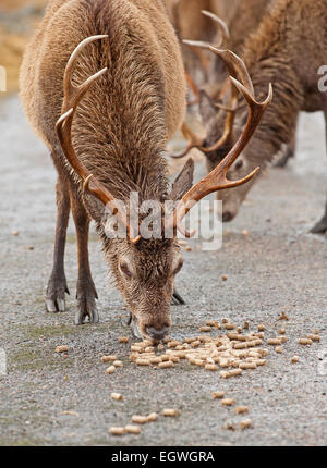 Rote Hirsche gefüttert Maiskolben, Winter ergänzende Ernährung um ihnen zu helfen, in den Wintermonaten bieten.  SCO 9605. Stockfoto