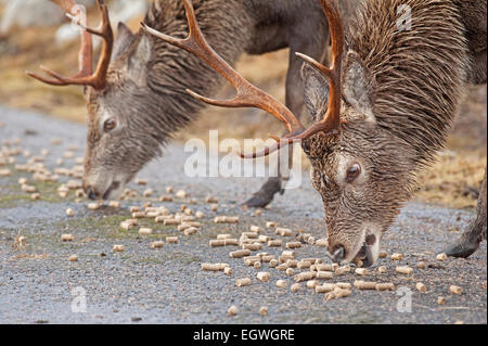 Rote Hirsche gefüttert Maiskolben, Winter ergänzende Ernährung um ihnen zu helfen, in den Wintermonaten bieten.   SCO 9606. Stockfoto