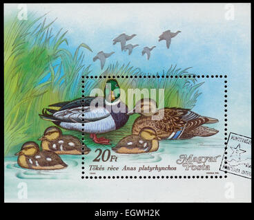 Ungarn - ca. 1988: Briefmarke gedruckt in Ungarn aus dem "Wildenten" Ausgabe zeigt Stockente (Anas Plathyrhynchos), ca. 1988. Stockfoto