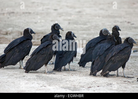 Eine Gruppe von Schwarzen Geier stehen am Strand. Schwarze Geier, Coragyps Atratus, auch bekannt als der amerikanische schwarze Geier. Stockfoto