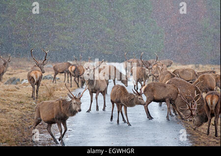 Rote Hirsche gefüttert Maiskolben, Winter ergänzende Ernährung um ihnen zu helfen, in den Wintermonaten bieten.  SCO 9611. Stockfoto