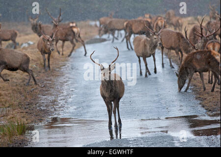 Rote Hirsche gefüttert Maiskolben, Winter ergänzende Ernährung um ihnen zu helfen, in den Wintermonaten bieten.  SCO 9612. Stockfoto