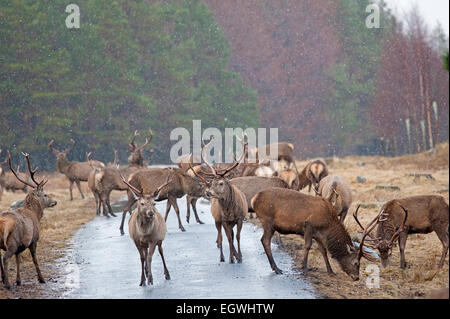 Rote Hirsche gefüttert Maiskolben, Winter ergänzende Ernährung um ihnen zu helfen, in den Wintermonaten bieten.  SCO 9613. Stockfoto