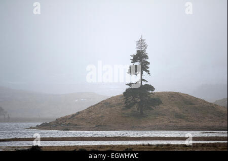 Eine einsame Nadelbaum Baum Überlebende von vielen Jahreszeiten Winterstürme in den schottischen Highlands.  SCO 9615. Stockfoto