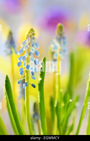 Muscari Neglectum Blumen im Frühlingsgarten Stockfoto