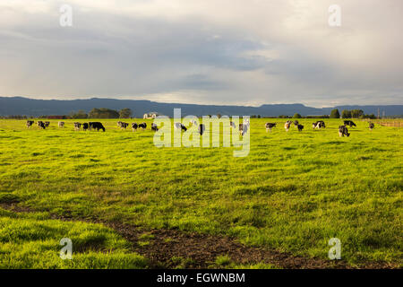 Rinder grasen auf den Wiesen in Australien Stockfoto
