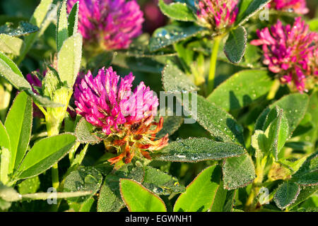 rosa Blüten ein Kleeblatt auf der Wiese Stockfoto