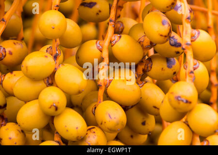 Gelbe Früchte an einer Schnur auf einer Dattelpalme. Stockfoto