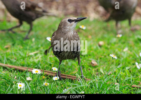 Hungrige juvenile Stare auf der Suche nach Nahrung auf einer Wiese in Cornwall, England Stockfoto