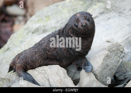 Die New Zealand Seebär (Arctocephalus Forsteri) (Kekeno) Kolonie Ohau Point, Canterbury, Südinsel, Neuseeland. Stockfoto