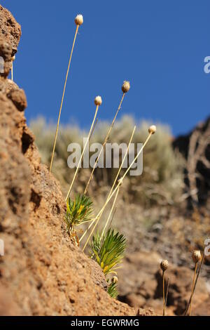 Getrocknete Blütenstände Nationalpark Teide Teneriffa Stockfoto