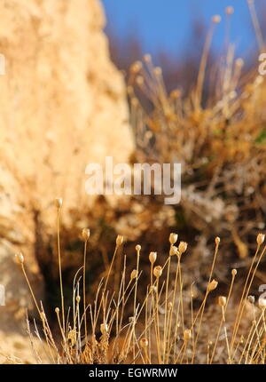 Getrocknete Blütenstände Nationalpark Teide Teneriffa Stockfoto