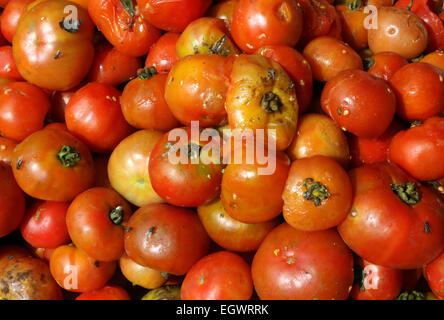 Tomaten Stockfoto