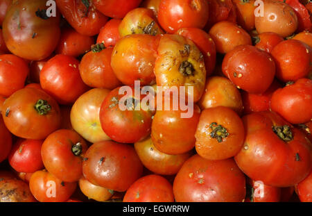 Tomaten Stockfoto