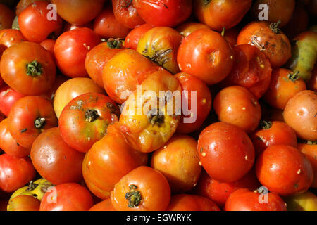 Tomaten Stockfoto