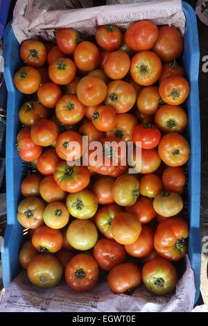 Tomaten Stockfoto