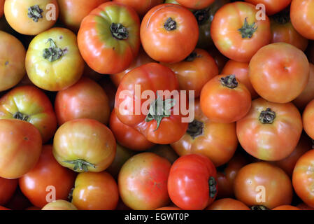 Tomaten Stockfoto