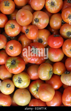 Tomaten Stockfoto