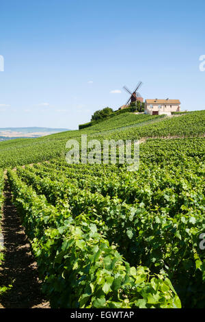 Moulin de Verzenay - eine große berühmte Windmühle in Region Champagne, Frankreich, Europa, Blick über die Weinberge im Sommer Stockfoto