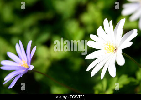 Frühe Blüte Anemone Apenninen weiß und blau, Blumen schöner Daisy-wie Frühling Jane Ann Butler Fotografie JABP740 Stockfoto