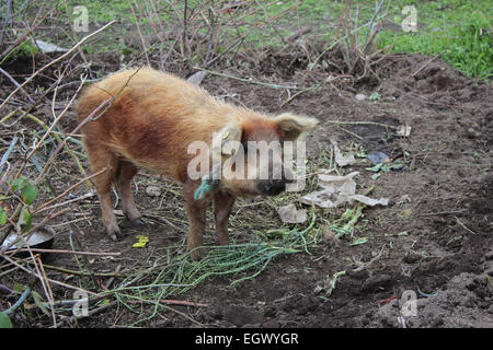 Ein braun Schwein schwelgen in einem Feld auf einer Farm in Cotacachi, Ecuador Stockfoto