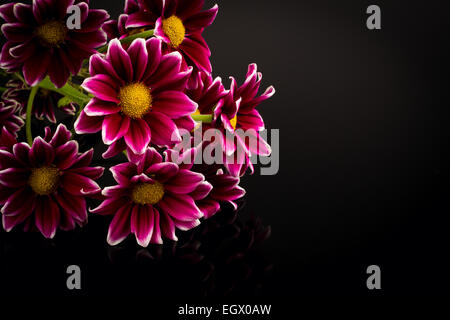 rote Chrysanthemen auf schwarzem Hintergrund Stockfoto