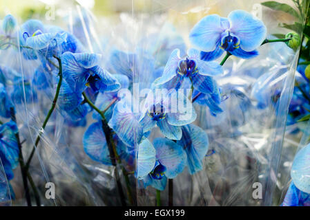 Blaue Orchidee Nahaufnahme im store Stockfoto