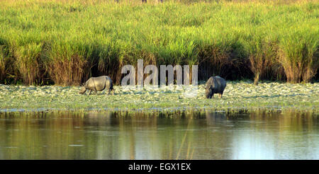 Kaziranga, Assam, Indien. 3. März 2015. Indische einen gehörnten Nashörner grasen im Kaziranga Nationalpark in Golaghat Bezirk der nordöstlichen Bundesstaat Assam auf The World Wildlife Day am 3. März 2015. Es gibt siebzehn Arten von Säugetieren, Vogelarten und zehn Arten von Reptilien, die auf der gefährdeten Liste im Kaziranga hat die weltweit größte Konzentration von indischen einen gehörnten Nashorn dreiundzwanzig. © Luit Chaliha/ZUMA Wire/ZUMAPRESS.com/Alamy Live-Nachrichten Stockfoto